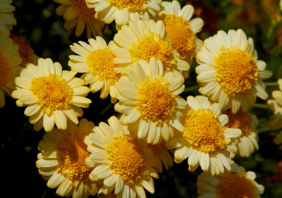 yellow flowers.jpg