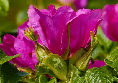 wild rose.jpg