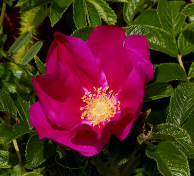 wild rose 2.jpg