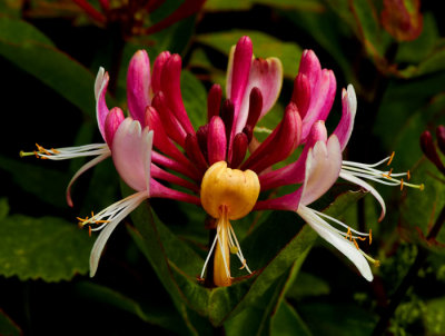 honeysuckle 3.jpg
