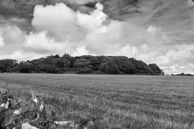 trees and clouds 2.jpg