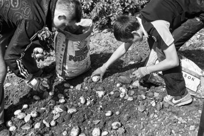 hand picking 6.jpg