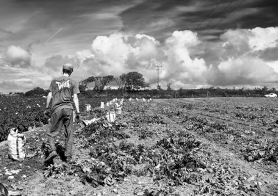 potato field 6.jpg