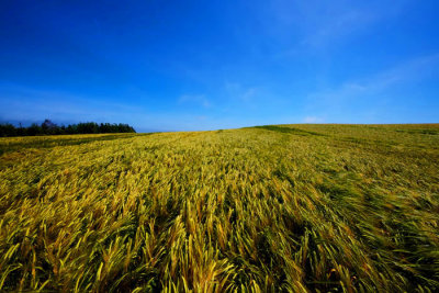 cornfield 2.jpg