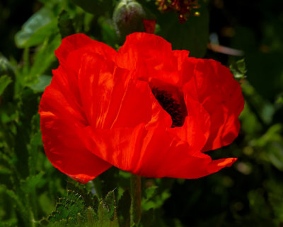 papaver [ poppy  flower ]