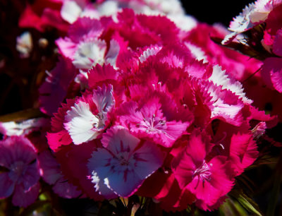 sweet william.jpg
