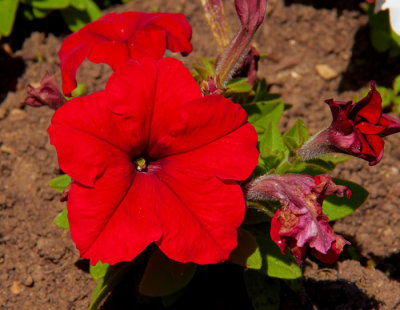 petunia.jpg