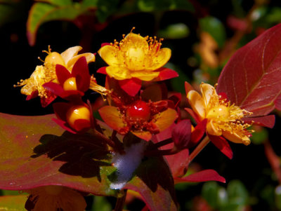 hypericum.jpg