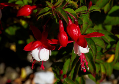 fuchsia 3.jpg