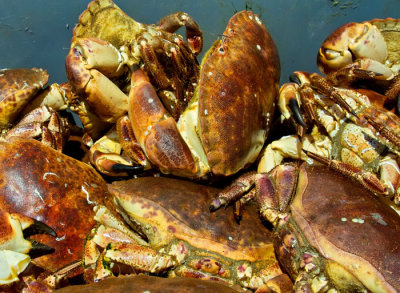 live crabs 2.jpg