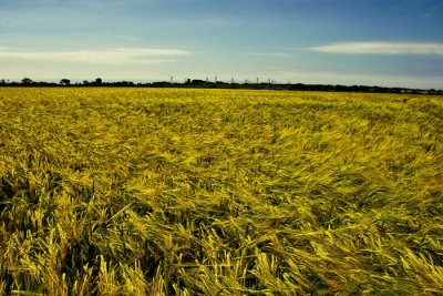 cornfield 5.jpg