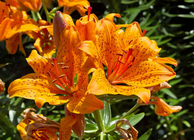 orange day lilies.jpg