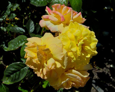 yellow roses.jpg