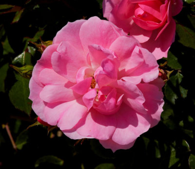 pink rose.jpg