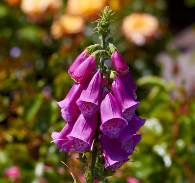 foxglove 1.jpg