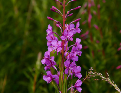 rosebay willowherb.jpg