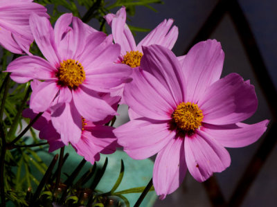 anenomes.jpg