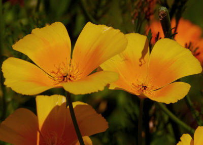 yellow floers 2.jpg