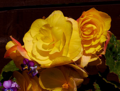yellow begonias.jpg
