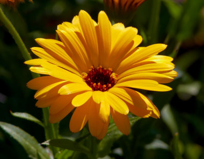 yeloow flower 2.jpg