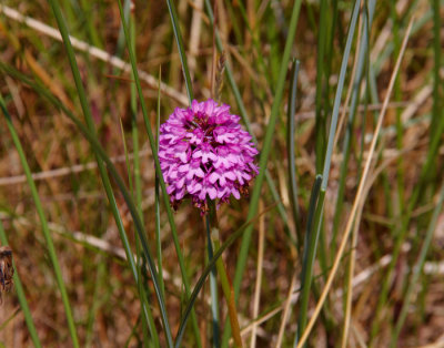 sand orchid 1.jpg