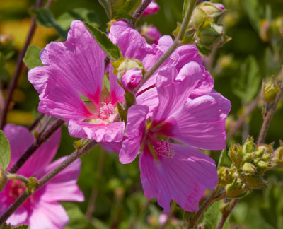 purplr flower.jpg