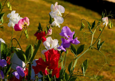sweet peas.jpg
