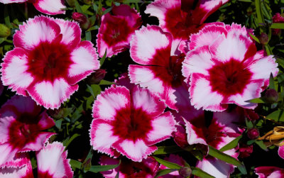 red flowers.jpg