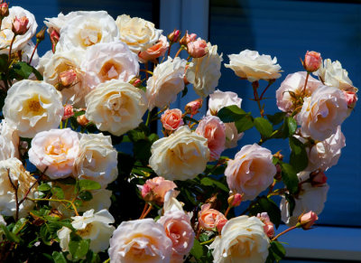 roses.jpg