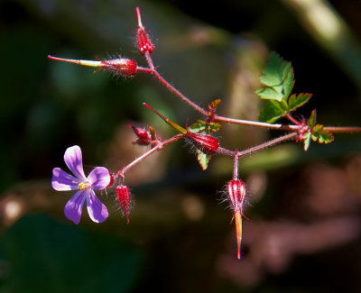 purple wild flower 2.jpg