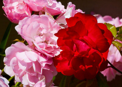 pink and red roses.jpg