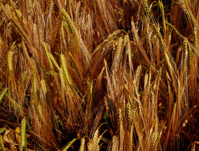 ripenimng barley.jpg