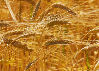 barley 3.jpg