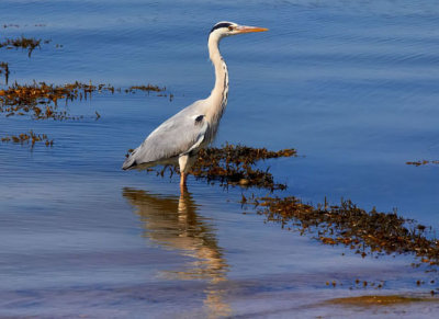 grey heron.jpg