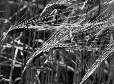 barley heads.jpg