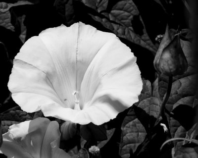 bindweed flower.jpg