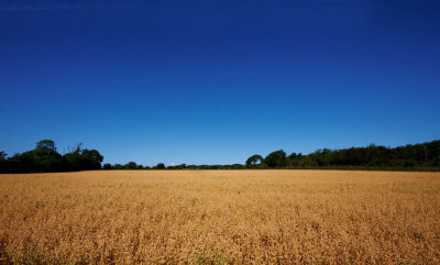 field of oats.jpg