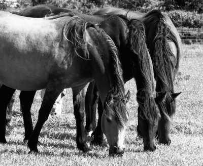 sybnchronized grazing