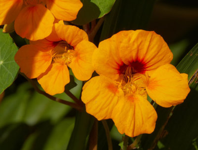 yellow flowers.jpg