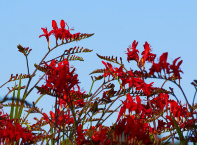 crocosmia 3.jpg