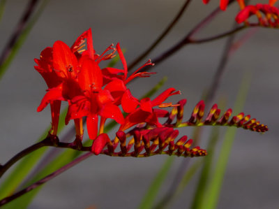 crocosmia 2.jpg