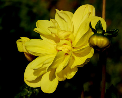 yellow rose 2.jpg