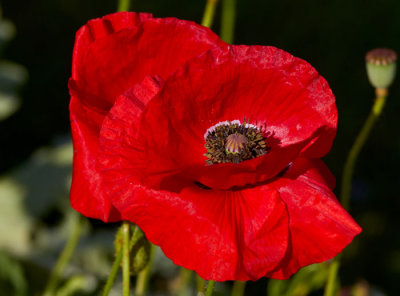 poppy  [papaver ].jpg