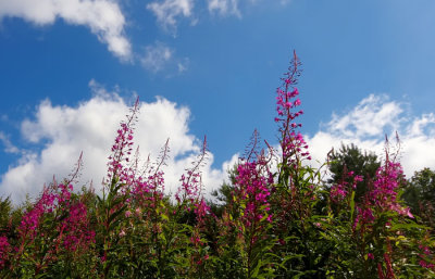 flowers and sky.jpg