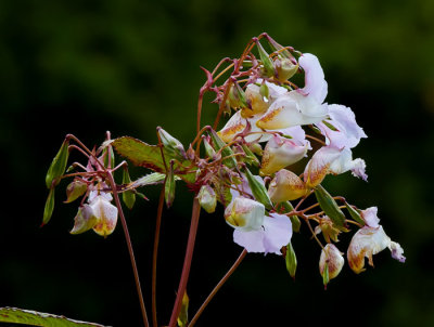 wild flowers 4.jpg