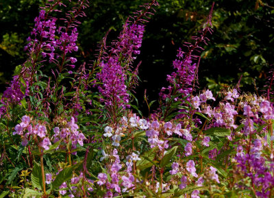 wild flowers.jpg