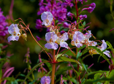 wild flowers 2.jpg