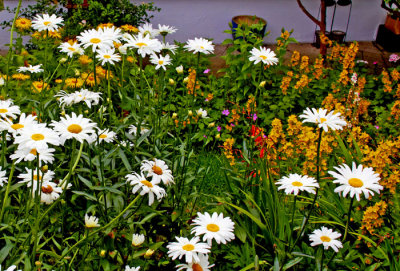 summer flowers.jpg
