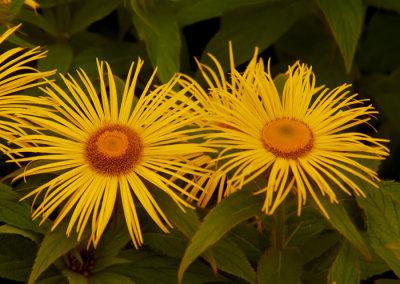 yellow flowers 2.jpg