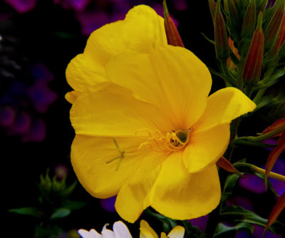 yellow flower
